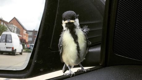 Deze kleine vriend kwam even dag zeggen aan het stoplicht. #anthonissen #verhuizingen #vogels #lifeontheroad #pauze